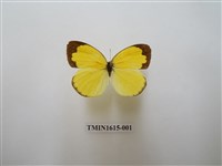 藏品(黃蝶)的圖片